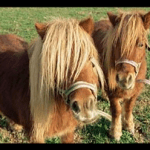 Pony Rides