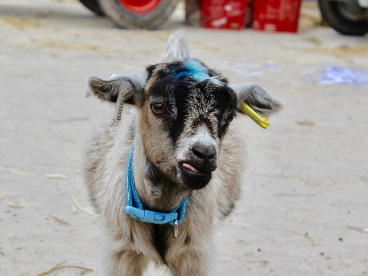 Hire An Adorable Petting Zoo For Your Next Kids Birthday Party