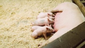 Piglets feeding