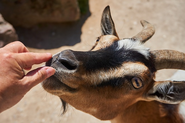 Goat feeding rules