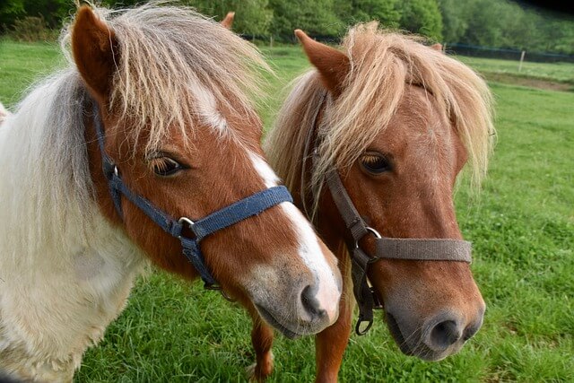 pony rides near me