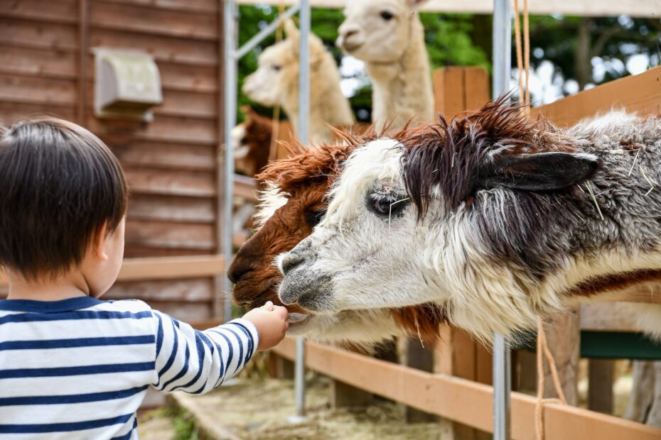 child feeding alpaca via mobile petting zoo rental